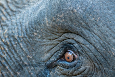 Close-up of elephant