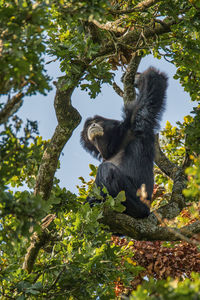 Low angle view of monkey on tree in forest