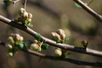 Close-up of berries growing on tree