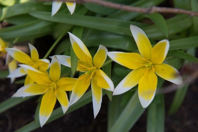 Close up of yellow leaves