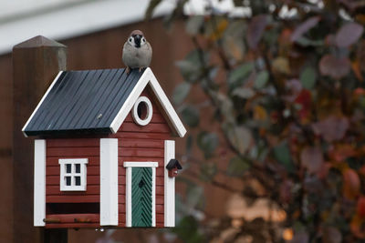 Bird perching on a building