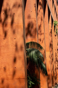 Shadows of a palm tree, and plants on pigmented apparent concrete columns, background, mexico