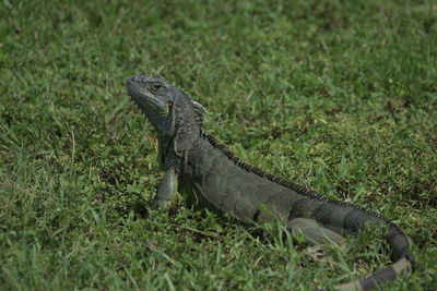 Close-up of lizard on field