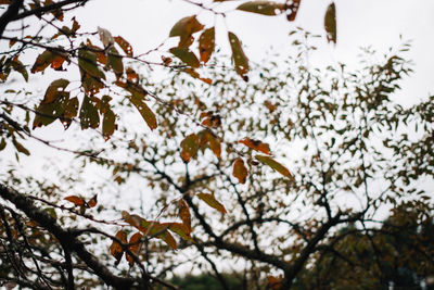 Low angle view of tree against sky