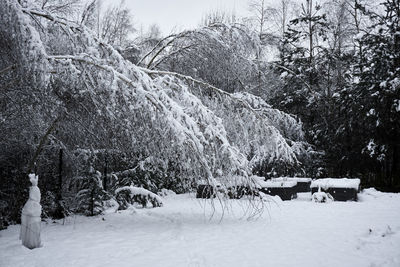 Snow covered trees on landscape