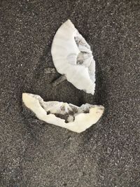 High angle view of crab on sand