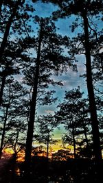 Low angle view of silhouette trees in forest against sky