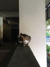 Cat on wall