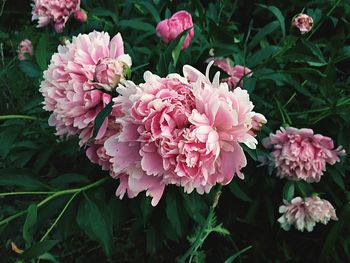 Close-up of pink flowering plant