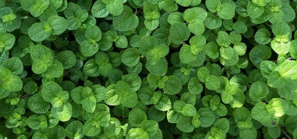 Full frame shot of green leaves