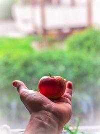 Close-up of hand holding apple