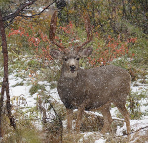 Deer in a forest