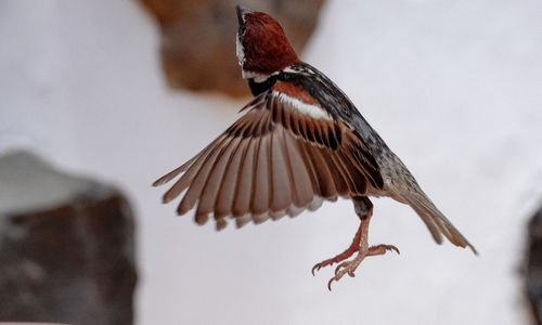 Low angle view of bird flying