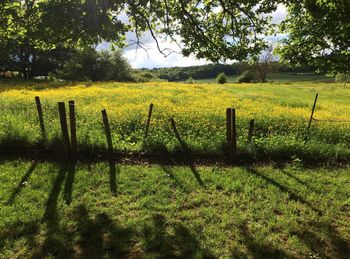 Scenic view of field against sky