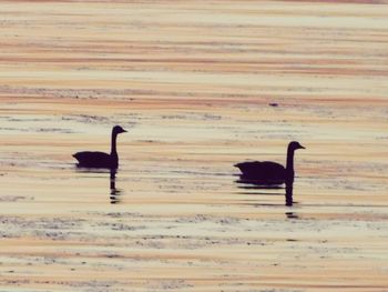 Bird on sand at beach