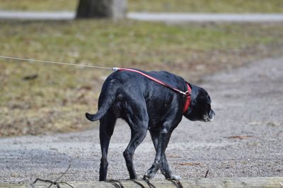 Black dog walking on ground