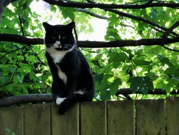 Cat sitting on a tree