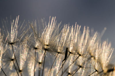 Close-up of dandelion on field against sky