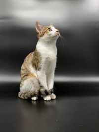 Cat looking up against silver wall