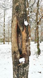 Bare tree on snow covered landscape during winter