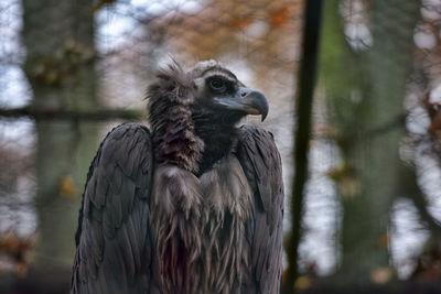 Close-up of owl perching on branch