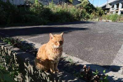 Cat on road by tree