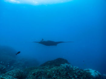 Close-up of fish swimming in sea