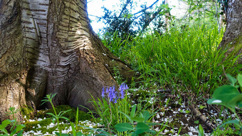 View of purple flowering plants on field