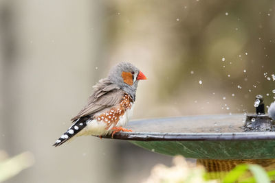 Close-up of bird perching on leaf