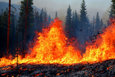 Close-up of bonfire