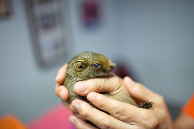 Close-up of hand holding small bird