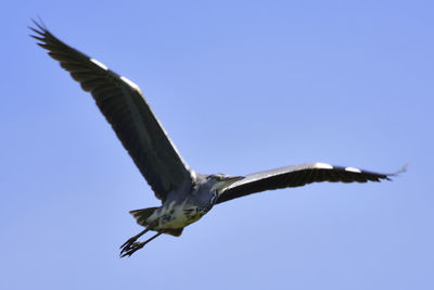 Low angle view of bird flying against blue sky