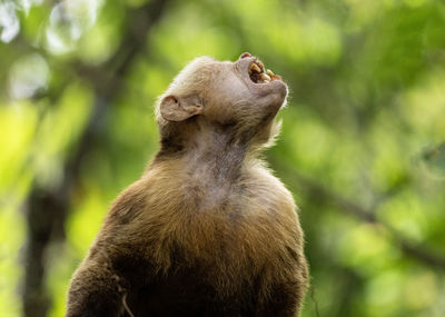 Capuchin monkey screaming in the jungle