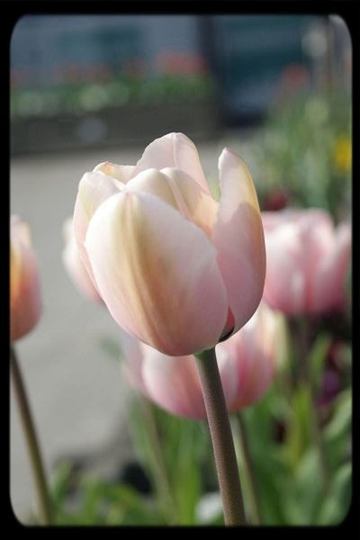 flower, petal, freshness, flower head, fragility, close-up, focus on foreground, growth, beauty in nature, transfer print, plant, nature, tulip, blooming, selective focus, single flower, auto post production filter, pink color, bud, in bloom