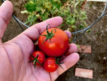 High angle view of hand holding small tomatoes