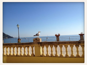 Seagull perching on railing against sea