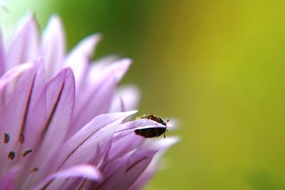 Close-up of insect on pink flower