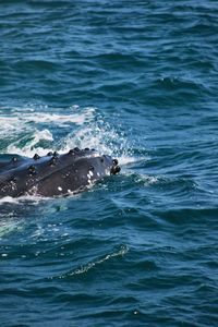 View of whale swimming in sea