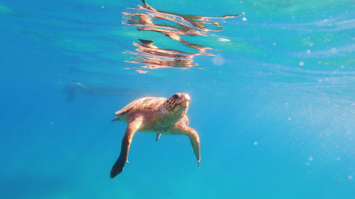 High angle view of dog in sea