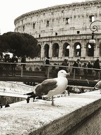 Birds perching on stone structure