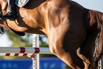 Close-up of horse