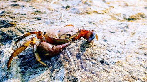 High angle view of crab on rock