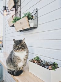 Cat sitting on table