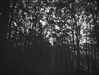 Trees in forest