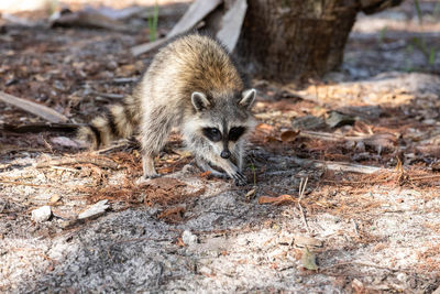 Foraging young raccoon procyon lotor along the forest floor of bonita springs, florida.