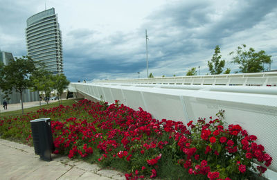 Flowers growing by railing against sky