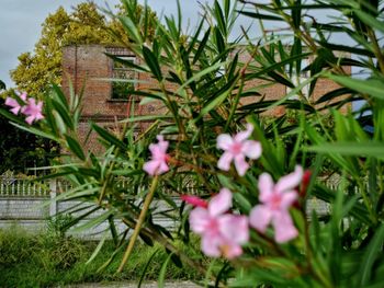 Close-up of pink flowering plant