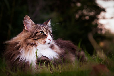 Close-up of a cat looking away