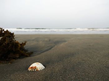 Close-up of seashell on beach against sky