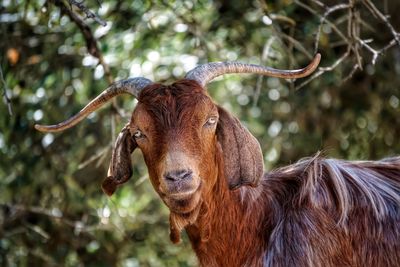 Portrait of brown goat